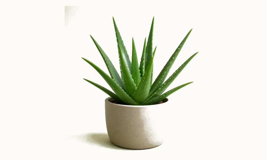 Aloe vera