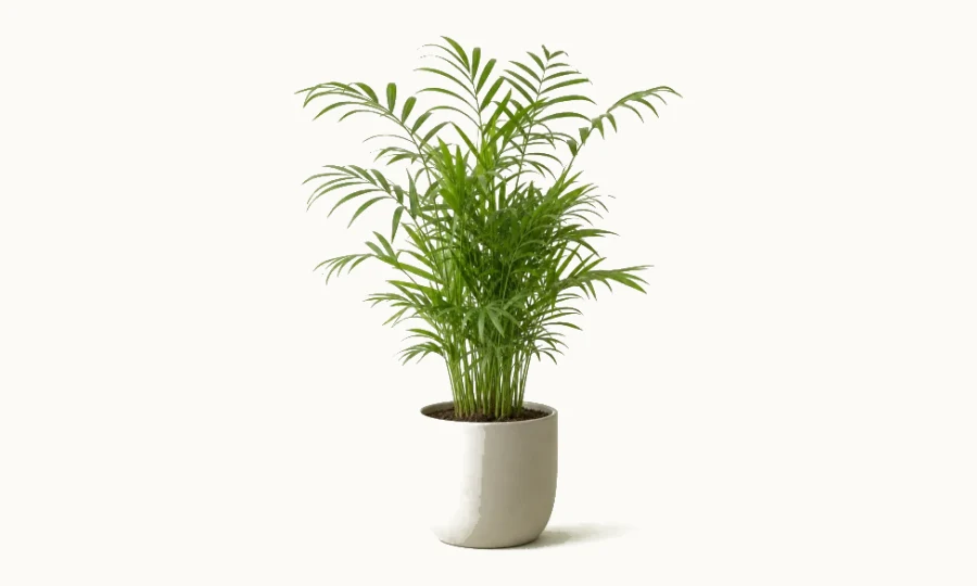 Parlor palm