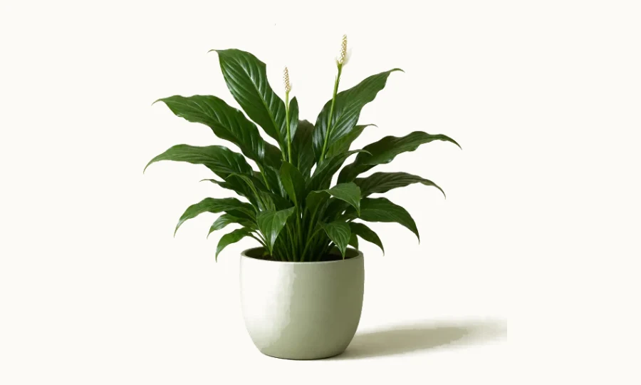 Peace lily