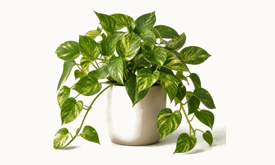 Golden pothos