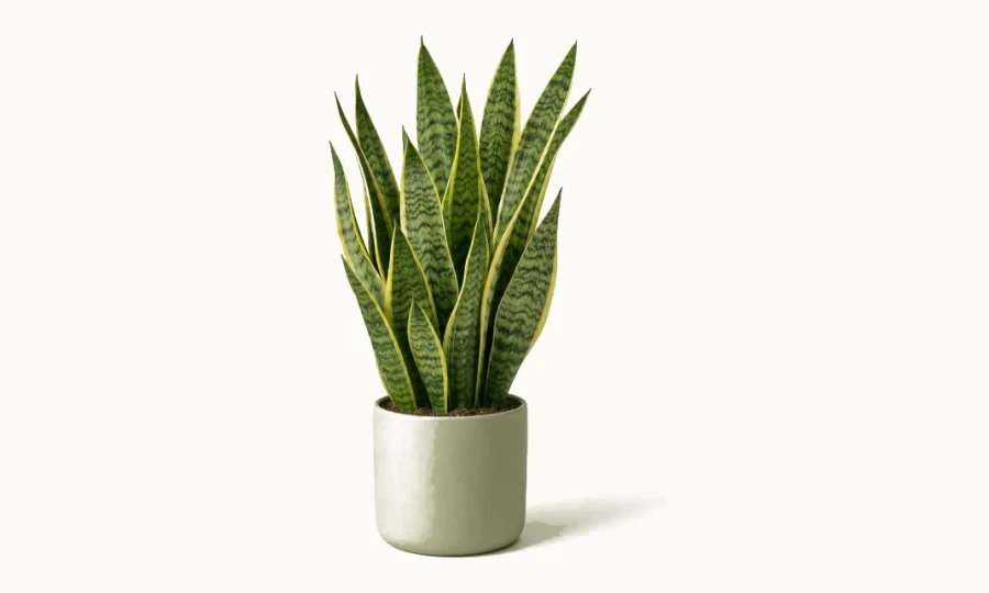 Snake plant