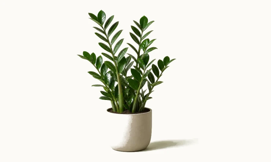 ZZ plant